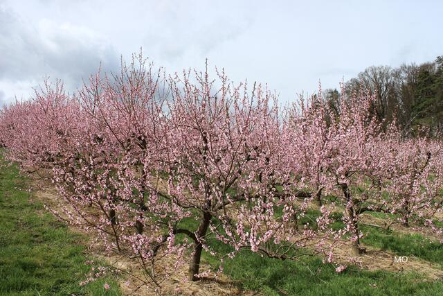 Frühlingsgefühle