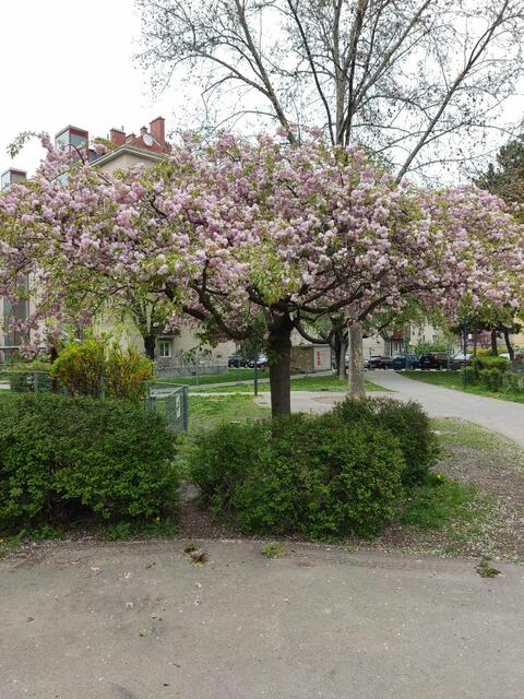 Frühling im Leopold-Rister-Park.  | Foto: Patricia Kornfeld