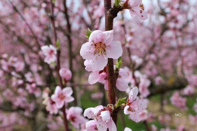 Liebe, verliebt, Frühling
