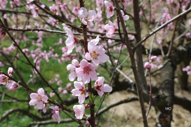 Frühling liegt in der Luft