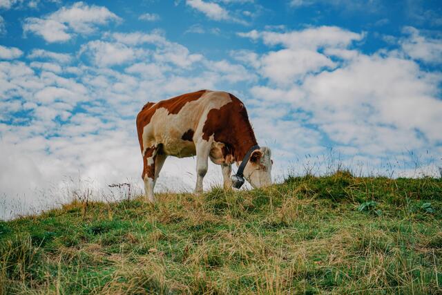Eine Kuh entkam gestern von einer Weide in Hollenegg  und irrte daraufhin im Ortsgebiet umher.  | Foto: Alexander Dummer / Unsplash
