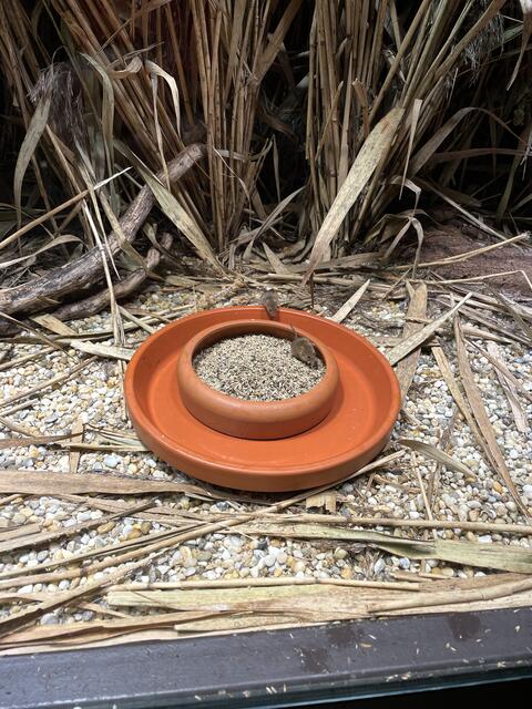 Kaum zu erkennen, aber so niedlich - Die Zwergmäuse | Foto: Lisa Kropiunig