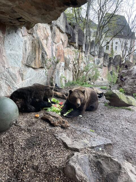 Marina (links) liebt Endiviensalat und Ander (rechts) freut sich immer, wenns Honig gibt | Foto: Lisa Kropiunig