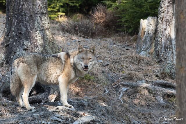 Die Grauwölfe und Polarwölfe haben mit zwei Timberwölfen ihr Rudel erweitert. | Foto: Werner Pleiner