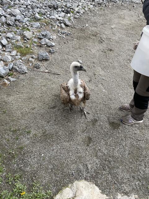 Tierpflegerin Raffaela kennt all ihre Gänsegeier beim Namen | Foto: Lisa Kropiunig