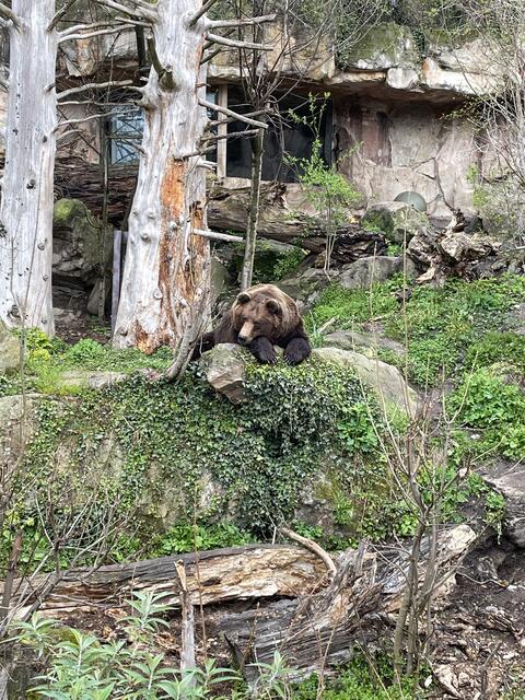 Von weitem sieht Bär Ander nicht gerade gefährlich aus | Foto: Lisa Kropiunig