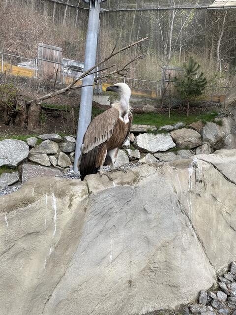 Gänsegeier sind majestätische Tiere | Foto: Lisa Kropiunig