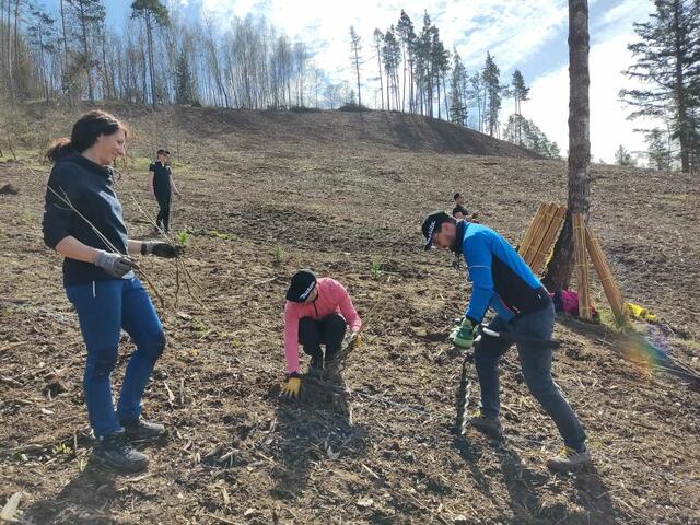 Fleißig bei der Arbeit: Zusammen konnten die 40 Helfer:innen in Drosendorf in Hanglage 4.200 Bäume an nur einem Tag pflanzen. | Foto: Gerhard Mader