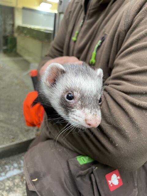 Kuschelstunde mit den Frettchen | Foto: Lisa Kropiunig