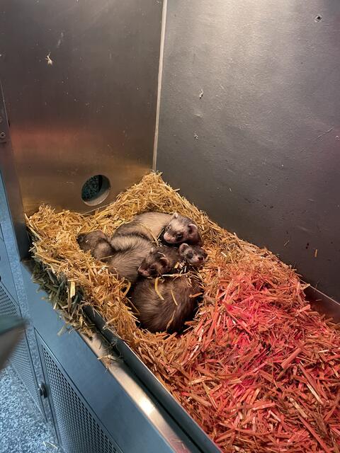 In ihrem warmen Nest machen die Frettchen ein kleines Nickerchen | Foto: Lisa Kropiunig