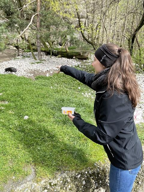 Zimperlich darf man als Tierpflegerin nicht sein, Maden gehören nun mal zu der Ernährung der Waldrappen dazu. | Foto: Lisa Kropiunig