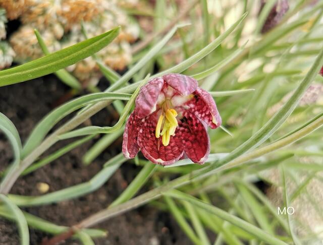Schachbrettblume, Blütezeit, Pflanzzeit