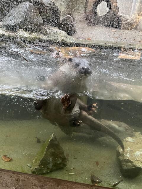 Die beiden Otter des Alpenzoos sind sehr lebhafte Tiere. | Foto: Lisa Kropiunig