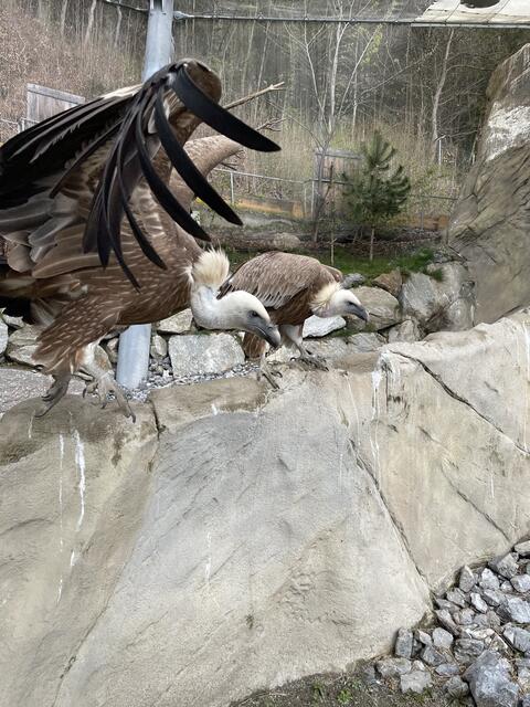Ein Gänsegeier beim Abflug | Foto: Lisa Kropiunig
