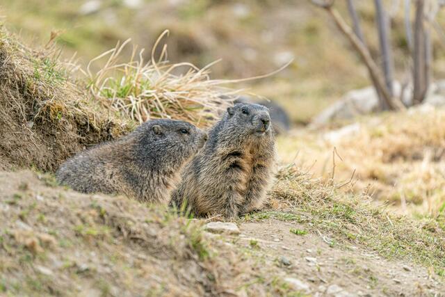 Die Wildtiere in Mautern warten schon auf neue Besucherinnen und Besucher. | Foto: Klaus Pressberger