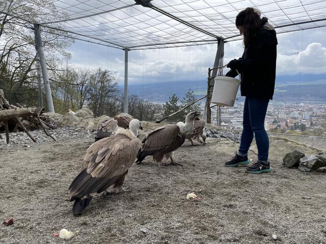 Ganz gierig warteten die Gänsegeier auf ihre Snacks. | Foto: Lisa Kropiunig