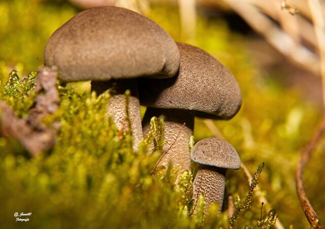 .....die seitliche Variante ......