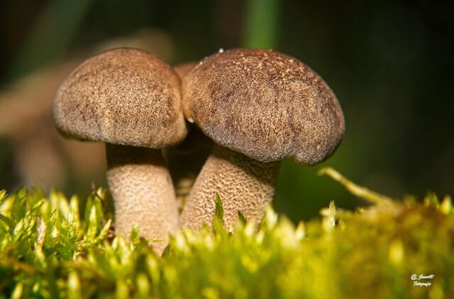 ......na,da hat einer zugenommen,wirst mir doch nit umfallen   .....