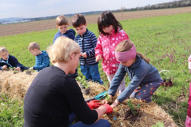 Den Kindern machte das Setzen von Erdbeerpflanzen mit Sabine Jakubzig viel Spaß. | Foto: Edith Ertl