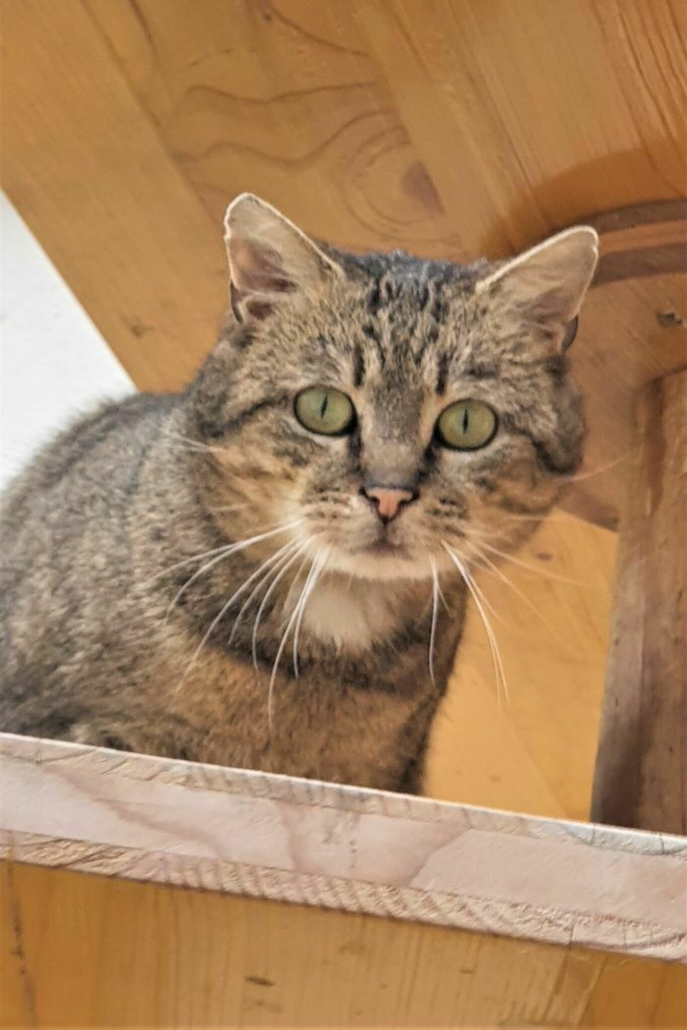 &amp;quot;Wer will mich&amp;quot; aus dem Welser Tierheim: Kater Yakari braucht ganz viel ...