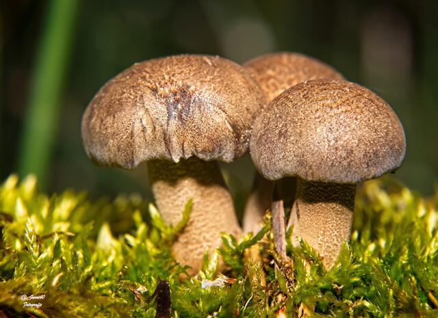 ........mit dem Moos haben mir diese Motive sehr gefallen .....