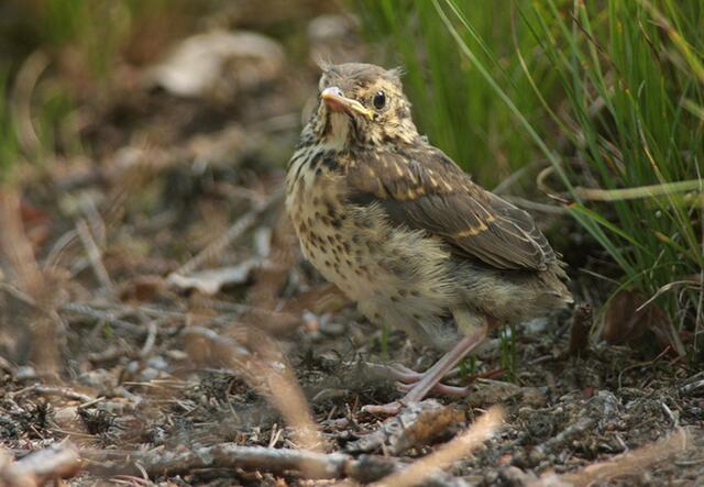 Junge Singdrossel © Josef Limberger
