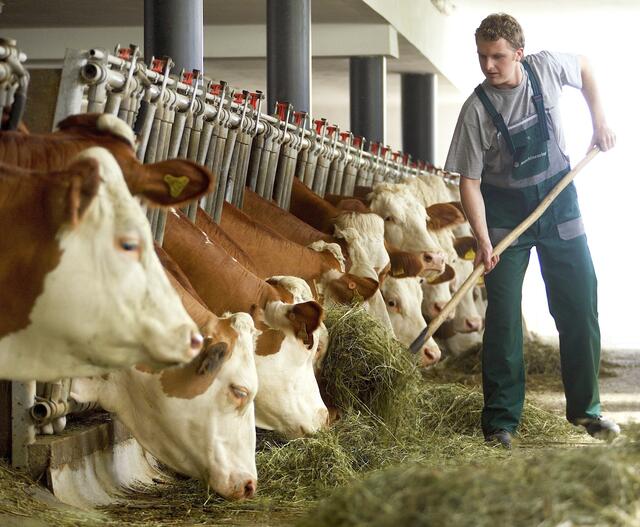 Die sinkenden Milchpreise setzen die heimischen Bäuerinnen und Bauern immer weiter unter Druck. | Foto: Maschinenring