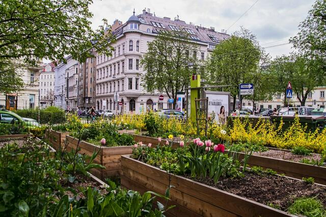 Der Mai steht für die Agenda Josefstadt im Zeichen der Begrünung.  | Foto: Agenda Josefstadt
