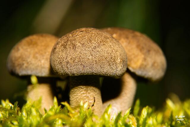 .......das es einige 3er Gruppen gab .........