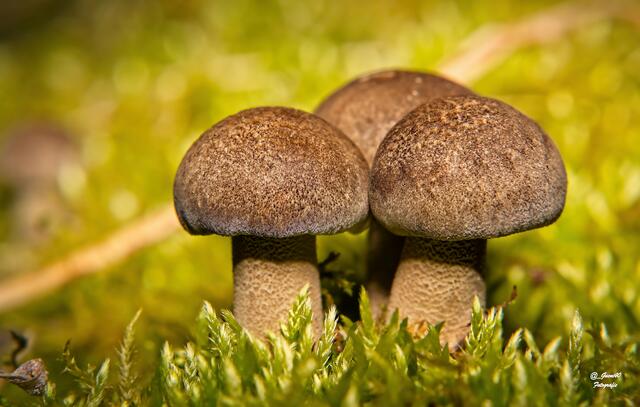 ......ich fand auf diesen Baumstamm ganz toll .....