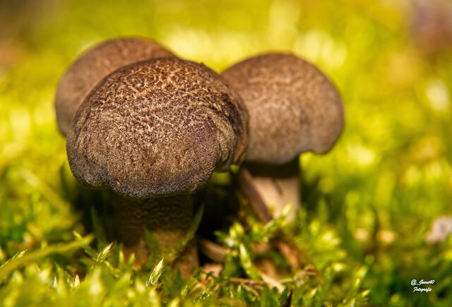 .....ein bißchen von oben obi gschaut ....