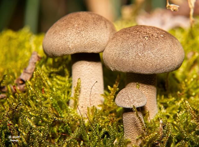 .......der Kleine hat seinen Platz bei den Großen ....