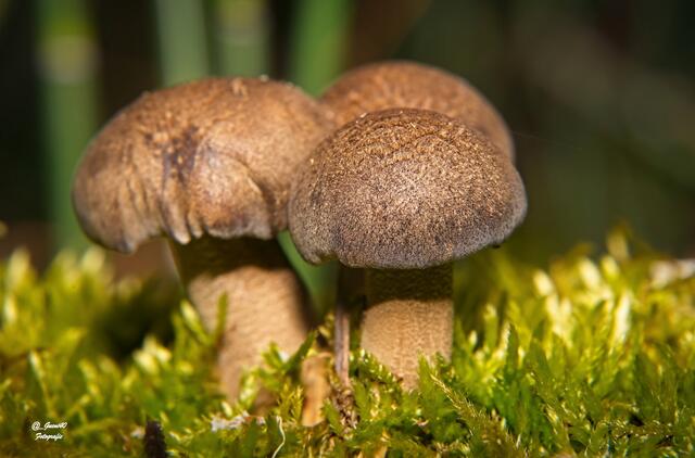 ....die andere Ansicht der Drei ....