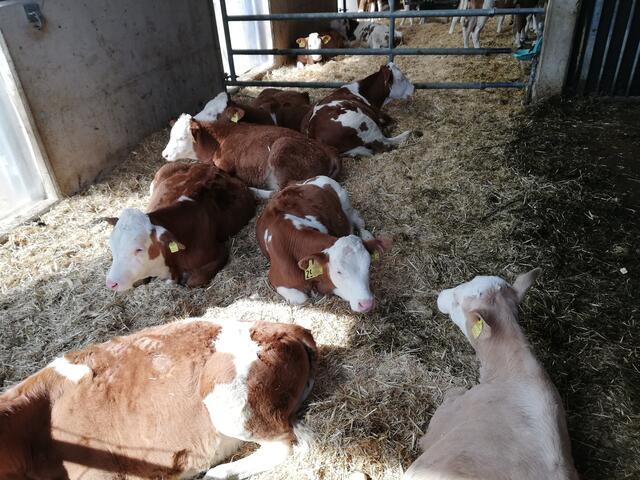 Foto: Veronika Frank