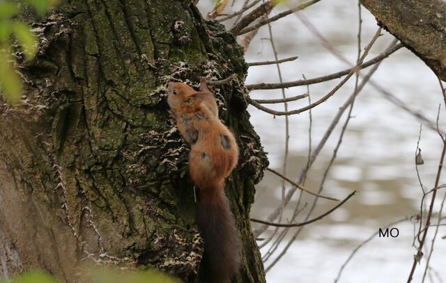 Eichhörnchen, Juckreiz, Parasiten