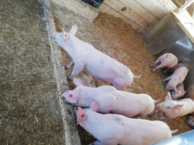 Ein schönes Schweineleben am Grabnerhof | Foto: Veronika Frank