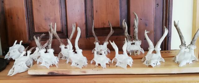 Foto: Veronika Frank