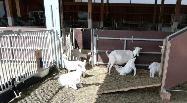 Auch den Geissen gehts gut | Foto: Veronika Frank