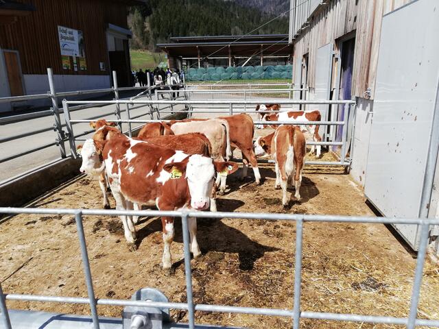 Foto: Veronika Frank