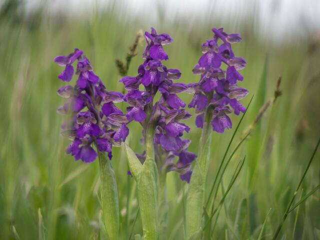 Das Knabenkraut gehört zu den seltenen Naturschätzen Niederösterreichs. | Foto: Norbert Novak