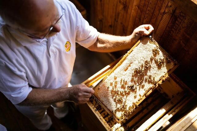 Präsident Josef Niklas bei seinen Bienen | Foto: NÖIV