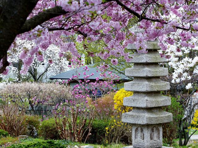Frühlingshafte Blumendesigns werden zu japanischen Haiku-Gedichten von der Ikebanagruppe von Christine SUIJO Kuhl präsentiert. 