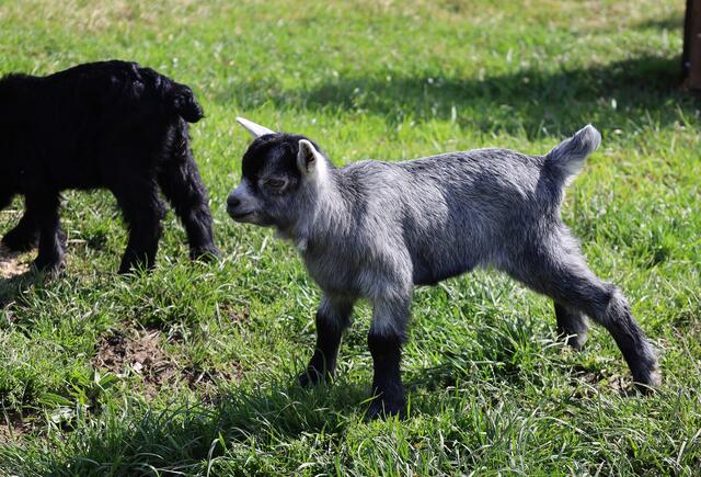 Vor kurzem hatten die Bemühungen um den Erhalt der seltenen Nutztierrasse der Blobe-Ziegen Erfolg: zum Ziegen-Quartett Mara, Lina, Karlotta und Darius gesellte sich Nachwuchs.   | Foto: Zoo Linz