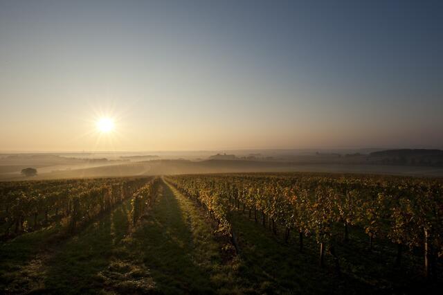 Die Weinberge in Neckenmarkt | Foto: Josef Tesch