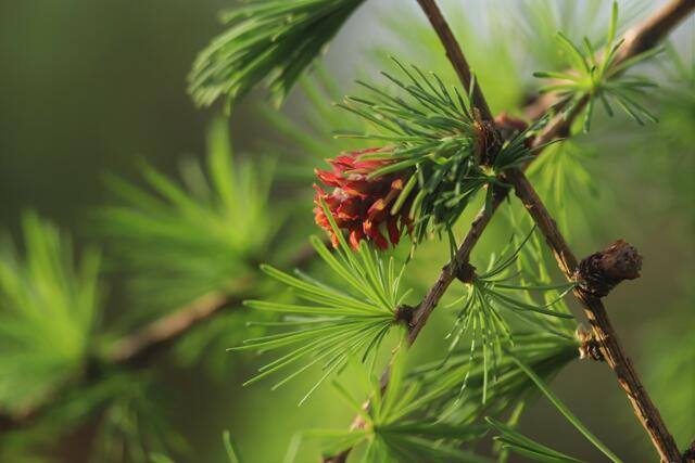 ...die jungen Lärchenzapfen leuchten bereits heraus.