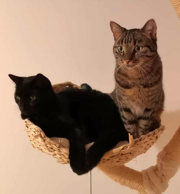 Bonnie und Clyde vertragen sich mit Kindern, Katzen und/oder Hunde sollten kein Problem sein. | Foto: Wienerwaldtierheim