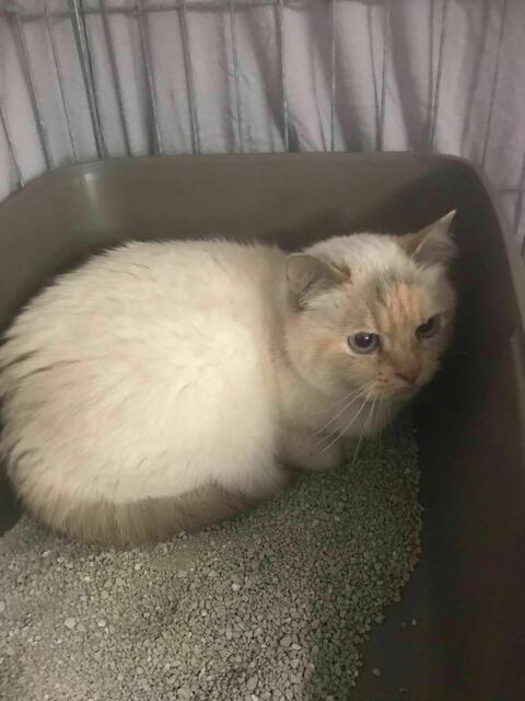 Auch eine Katze sucht jetzt ein neues Zuhause als Wohnungskatze mit Gesellschaft.  | Foto: Tierheim Tierseelenhoffnung Frankenburg