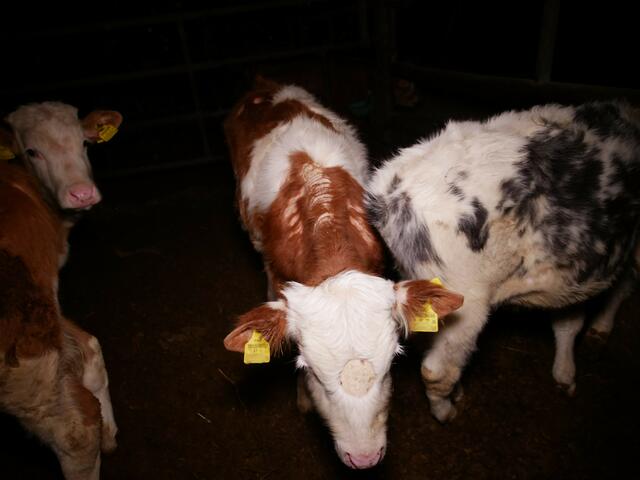 Neue Bilder aus dem im letzten Jahr aufgedeckten Betrieb im Bezirk St. Pölten-Land zeigen erneut kranke Tiere, Dreck und Tierleichen.  | Foto: VGT.at