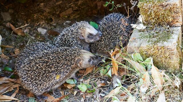 Igel | Foto: Marion Spath