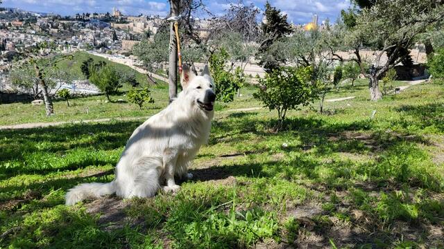 Ölberg im Garten. | Foto: Michael Eichlberger